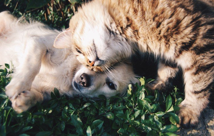 What is Bully Stick and Why Your Dog Needs It