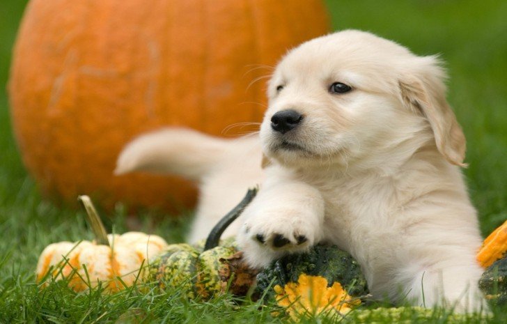 10 ways pets can help our mental health, according to experts